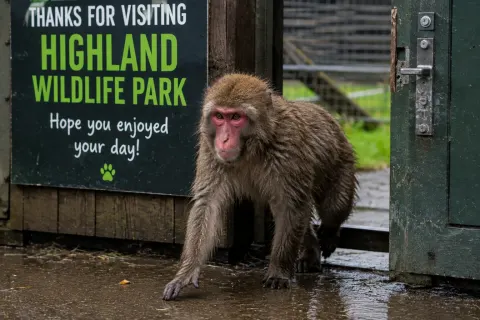 Japanese macaque walking through the Scottish Highlands towards a wildlife park entrance after escaping from its enclosure.