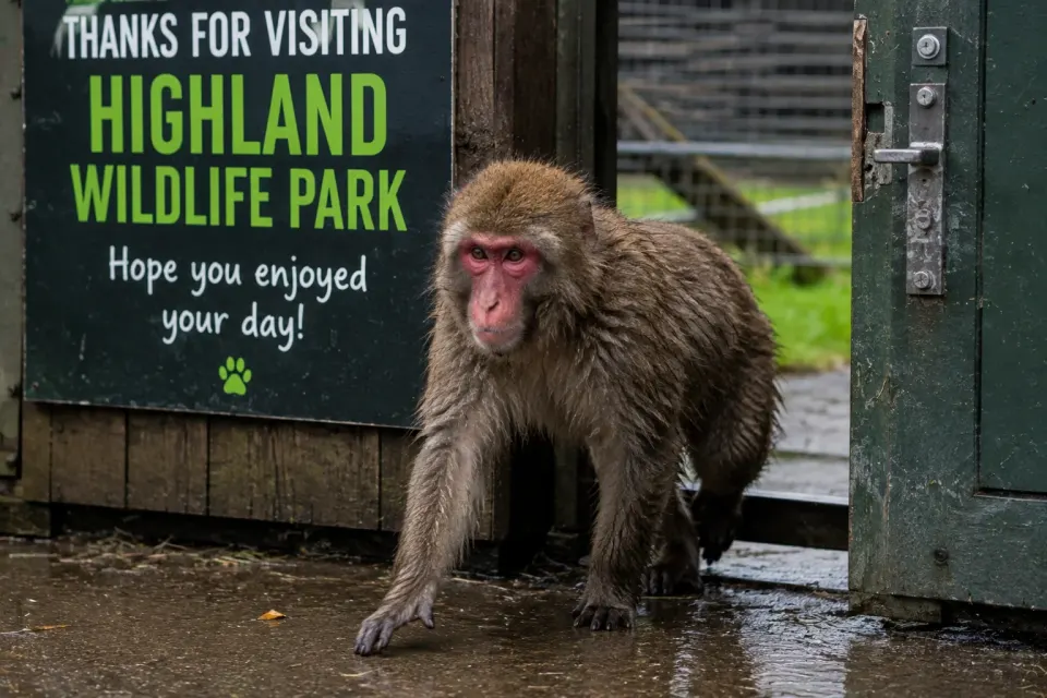 Japanese macaque walking through the Scottish Highlands towards a wildlife park entrance after escaping from its enclosure.